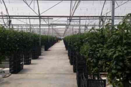 Spike Company built a greenhouse of the last generation in Armenia on an area of 20 hectares